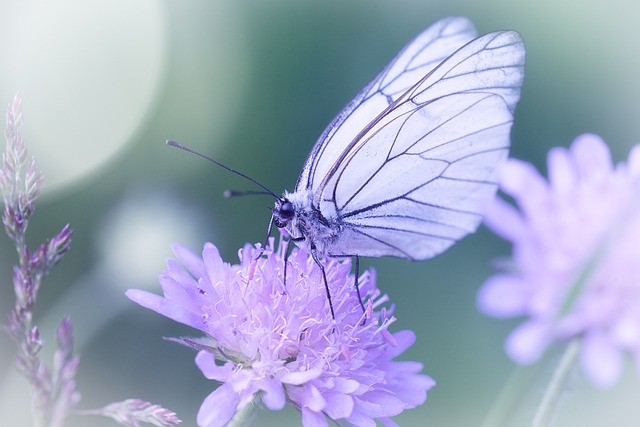 tantra_leffetpapillon